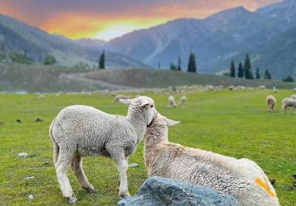 Kashmir